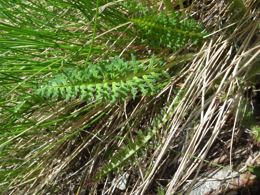 Pedicularis da id. 2 - Pedicularis tuberosa